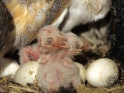 Barn Owl Nest Eggs Young Kevin Keatley