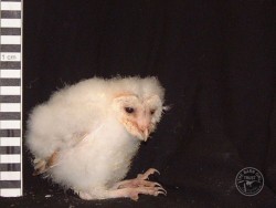 Barn Owl Owlet Growth 28 Days