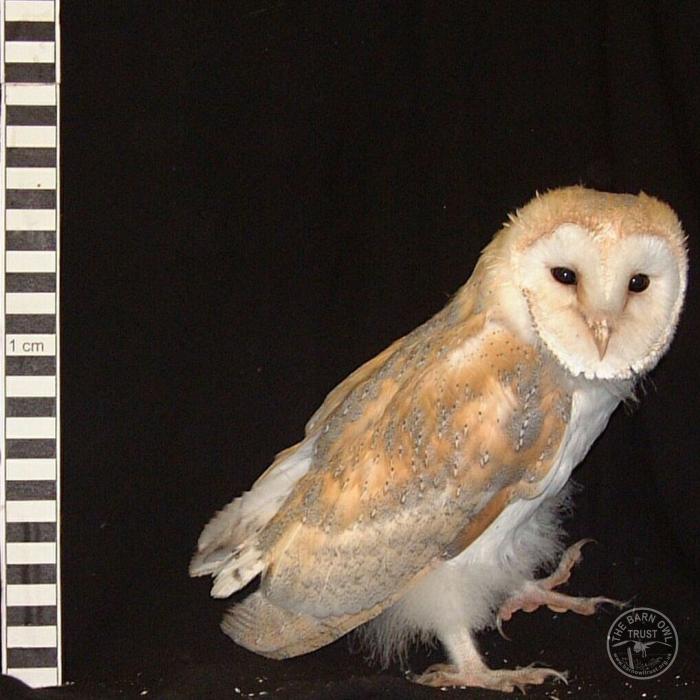 Barn Owl Owlet Growth 56 Days