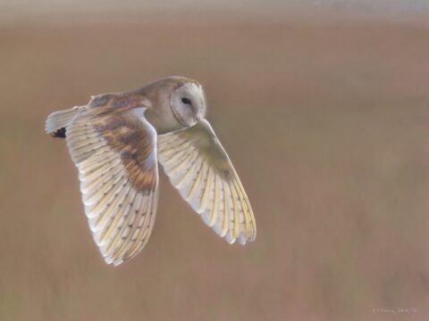 Barn owl pastel print scouting alex fleming