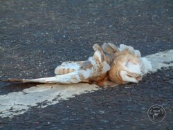 Barn Owl Road Kill Dead Closeup