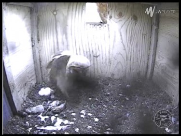 Barn Owl Webcam Nestcam Screenshot 11th May 2015