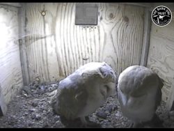 Barn Owl Webcam Nestcam Screenshot 14th November 2016