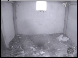 Barn Owl Webcam Nestcam Screenshot 15th June 2015