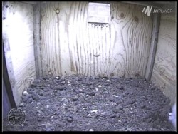 Barn Owl Webcam Nestcam Screenshot 17th July 2015