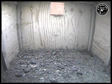 Barn Owl Webcam Nestcam Screenshot 19th September 2016