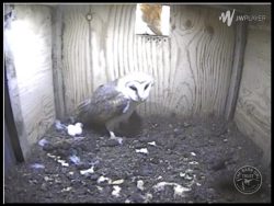Barn Owl Webcam Nestcam Screenshot 20th April 2016
