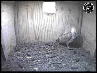 Barn Owl Webcam Nestcam Screenshot 23rd August 2016