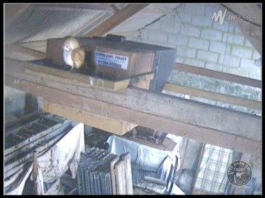 Barn Owl Webcam Barncam Screenshot