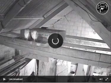 Barn Owl Webcam Nestcam Screenshot 5th September 2018