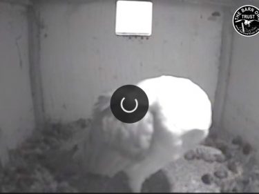Barn Owl Webcam Nestcam Screenshot 7th November 2018