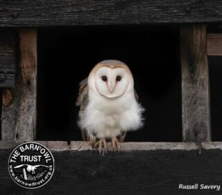 Barn owlet russell savory