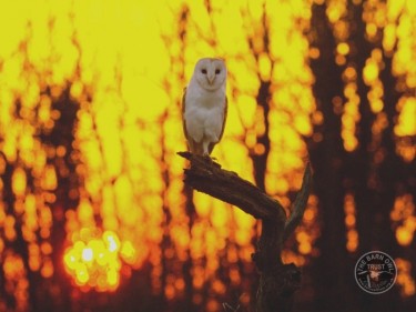 Barn Owls Dawn Dusk Russell Savory 04
