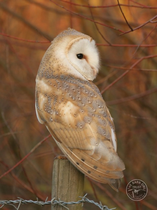 Barn Owls Dawn Dusk Nick Sampford Barn Owl pictures