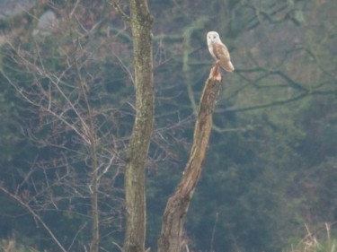 Barn Owls In Their Habitat (Bill Priddy)