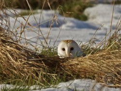 Barn Owls In Winter 01