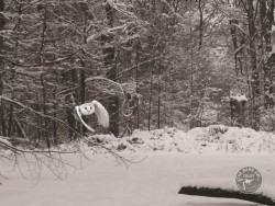 Barn Owls In Winter 02