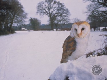 Barn Owls In Winter 11