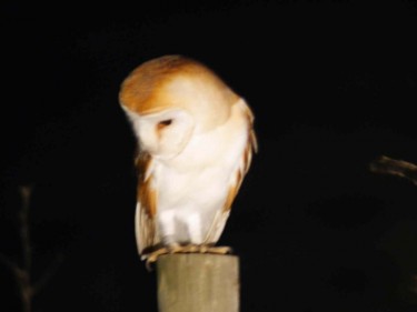 Barn Owls Perched Hunting 01