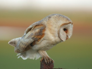 Barn Owl Perched Hunting Nick Sampford Barn Owl photos