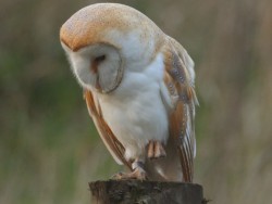 Barn Owls Perched Hunting 06