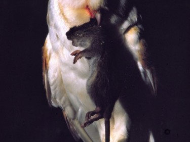 BAROW Food Rat [Terry Browse] 010189 (B)