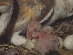 Barn Owl Nestlings 02 Kevin Keatley