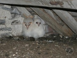 Barn Owl chicks