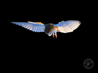Barn Owls Flying Hunting Barn Owl photos
