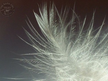Barn Owl Feather Wallpapers high res
