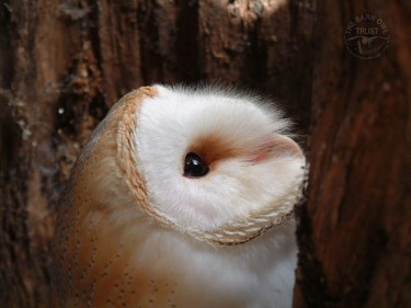 Barn Owl In Hollow Tree Wallpaper photo