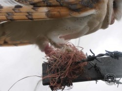 Barn Owl Legs With Barbed Wire