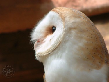 Barn Owl Wallpaper desktop background