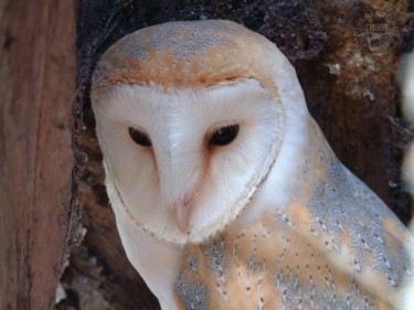 Barn Owl desktop backgrounds Wallpapers