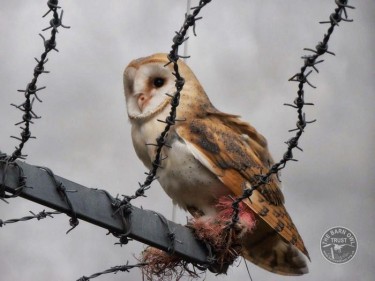 Barn Owl With Barbed Wire