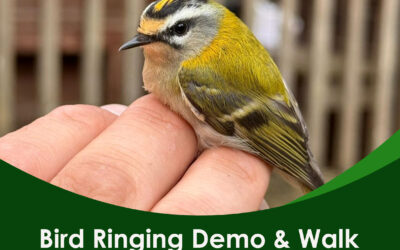 Bird Ringing Demo & Walk – 8.30am 19th February 2026