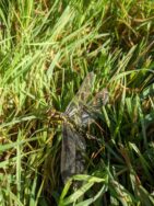 Bird walk november22 1