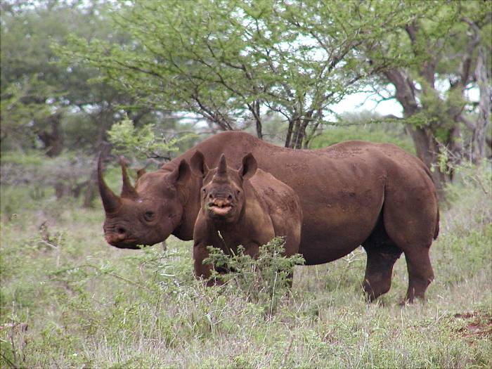 Black Rhino With Calf (male)optimised