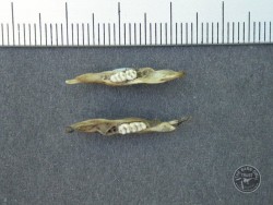 Brown Rat Jaw Top