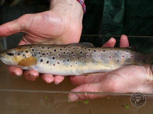 Brown Trout found in the Flo Pond