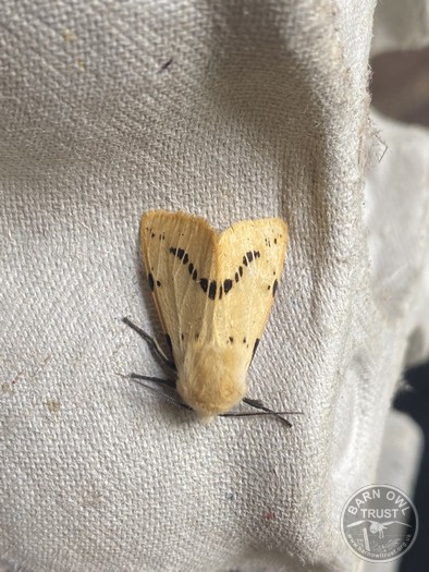 Buff ermine moth 040725