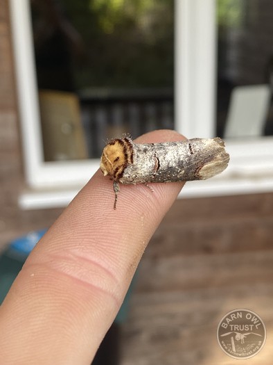 Buff tip moth 040725
