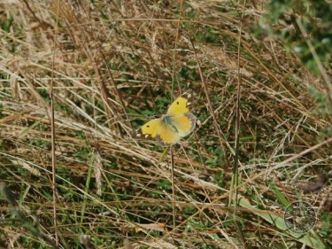 Butterflies Of Rough Grassland 03