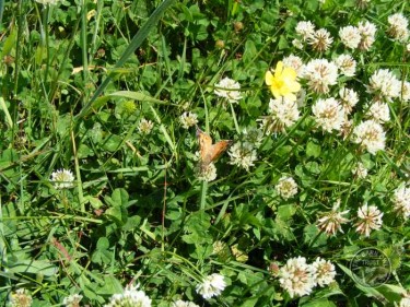 Butterflies Of Rough Grassland 05