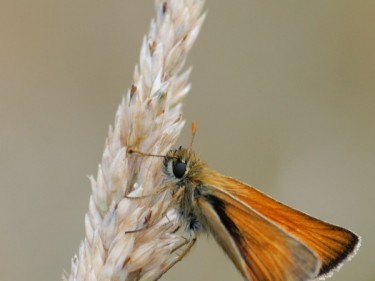 Butterflies Of Rough Grassland Tom Williams 01