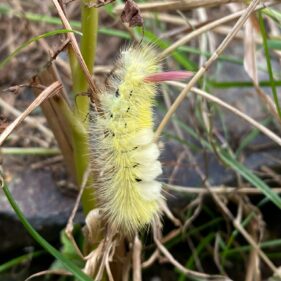Caterpillar