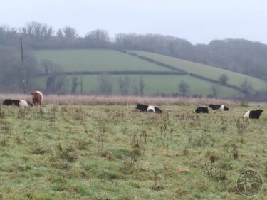 Cattle 27th cattle december 2024