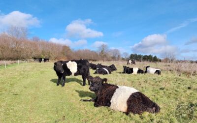 Wildlife Diary January 2026