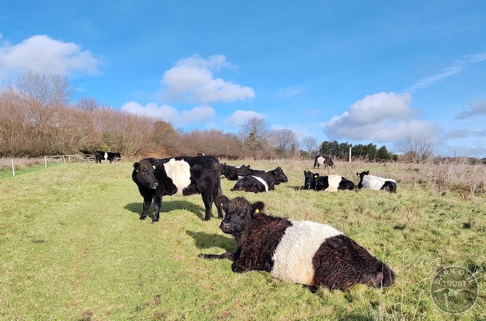 Wildlife Diary January 2026