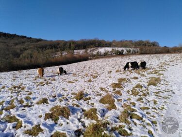 Cattle grazing in snow 090125